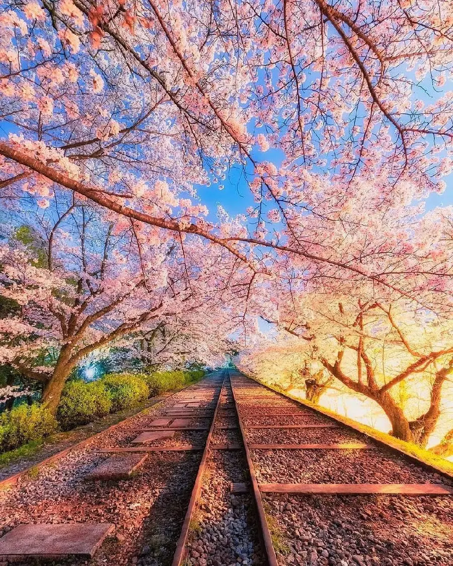 عکس درختان گیلاس در کنار ریل قطار با کیفیت بسیار عالی