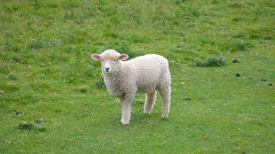 عکس گوسفند بامزه با کیفیت بالا