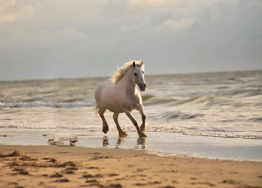 عکس بسیار زیبا و رویایی از اسب سفید در ساحل 