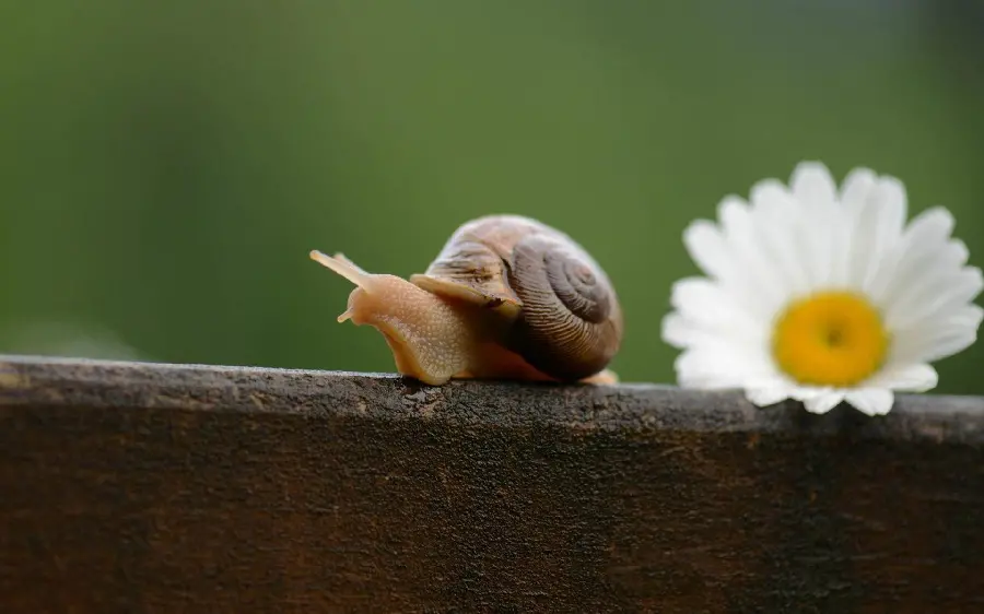 عکس حلزون برای پروفایل