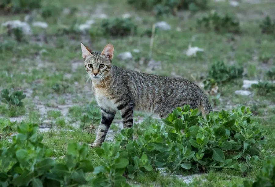 عکس از گربه وحشی 