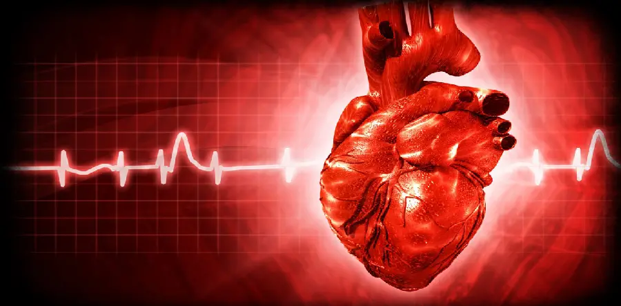 عکس فور کی قلب واقعی و ضربان آن برای تحقیقات زیست