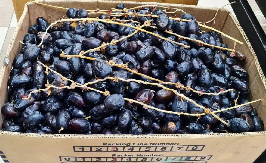 عکس یک کارتون خرما برای دوست داران میوه های شیرین