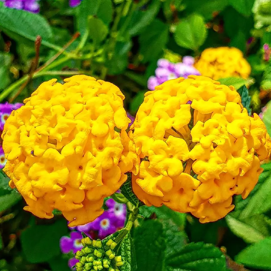 عکس جدید از گل زرد برای پروفایل دخترونه و پسرونه
