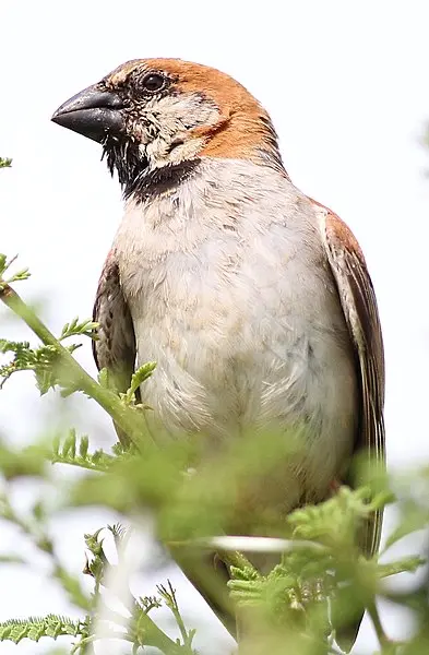 عکس گنجشک زیبا گونه بزرگ