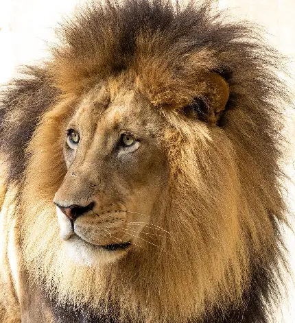 تصویر زمینه جدید از شیر پادشاه حیوانات با کیفیت بالا 