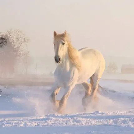بک گراند اسب سفید بی همتا برای گوشی افراد خاص 