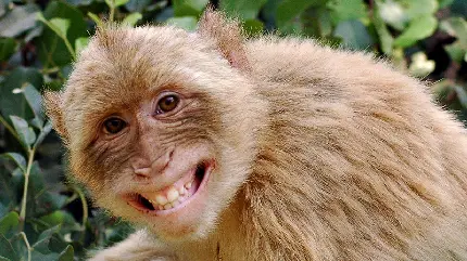 عکس میمون خوشگل و بامزه با بهترین کیفیت