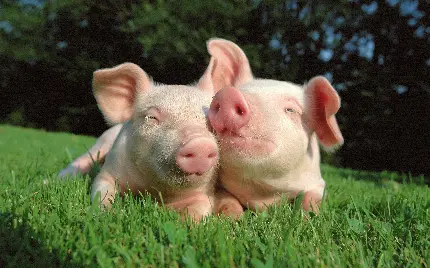 تصویر زمینه فول اچ دی از خوک های صورتی برای روز جهانی خوک