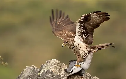 عکس عقاب طلایی در حال پرواز
