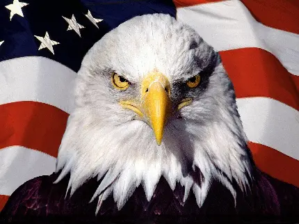 عکس عقاب با پرچم امریکا