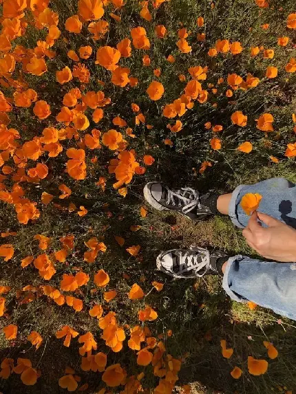 عکس پروفایل جذاب و زیبا گل‌های نارنجی باغچه با کیفیت عالی