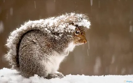 عکس بچه سنجاب بامزه در برف با کیفیت بالا