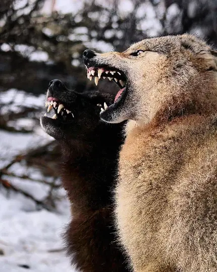 تصویر زمینه گرگ های وحشی با بهترین کیفیت