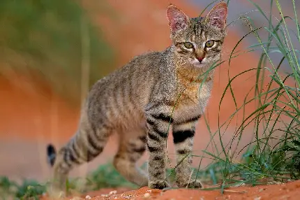 عکس گربه وحشی آفریقایی