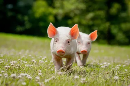 عکس بچه خوک های صورتی در چمنزار برای روز جهانی خوک
