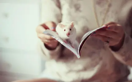 عکس موش کوچک در بین کتاب برای تصویر زمینه