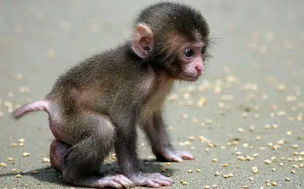 عکس بچه میمون خوشکل و ناز و بامزه با کیفیت بالا