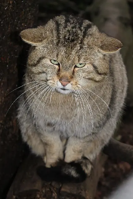 عکس زیبای گربه وحشی اروپایی