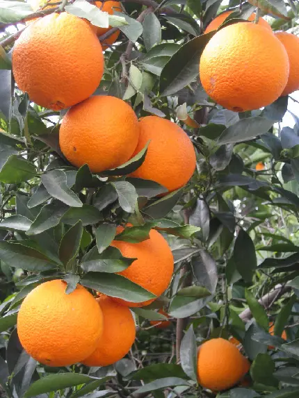 عکس جذاب پرتقال های سالم و تر و تازه بر روی درخت