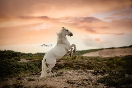 والپیپر اسب سفید پرانرژی در غروب چمنزار