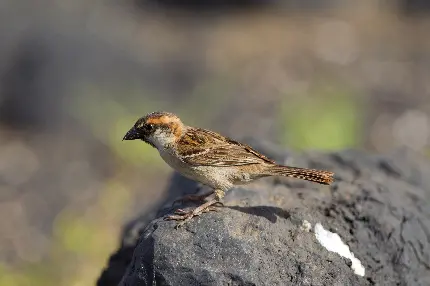 عکس گنجشک گونه ایاگو با کیفیت بالا