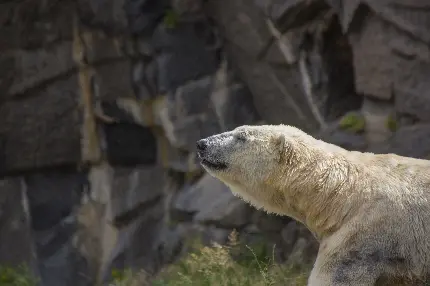 عکس خرس قطبی برای تصویر زمینه