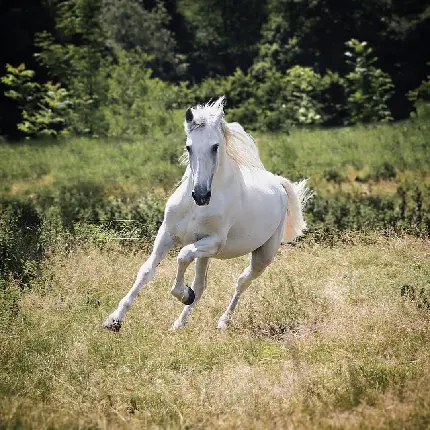 تصویر زمینه کمیاب از دویدن اسب سفید با کیفیت بالا 