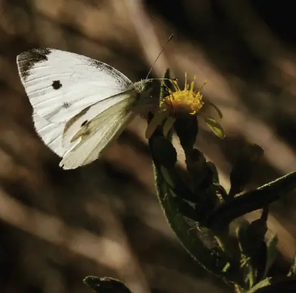 والپیپر پروانه سفید با کیفیت بالا
