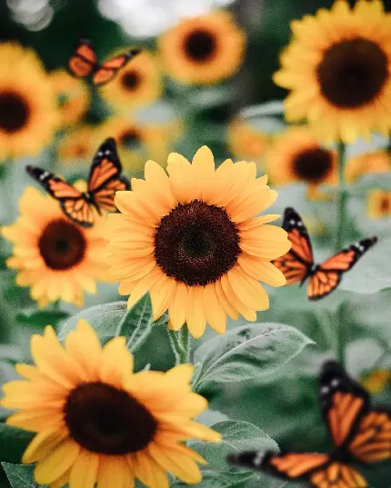 عکس پروفایل پروانه روی گل آفتاب گردان