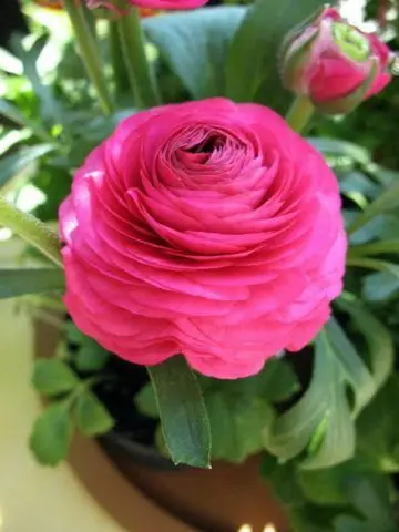 عکس دیدنی و زیبای گل آلاله برای بک گراند با کیفیت بالا