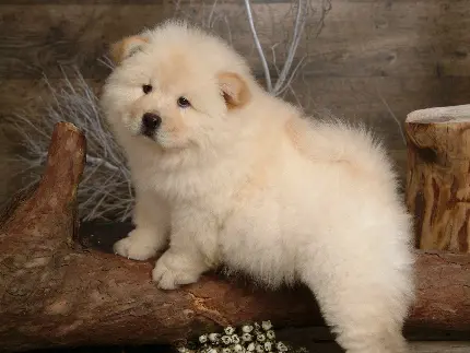 عکس سگ چاوچاو سفید رنگ پشمالو و کوچک با کیفیت بالا