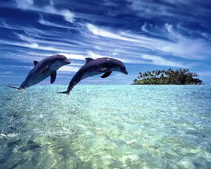 عکس دلفین واقعی زیبا برای پس زمینه