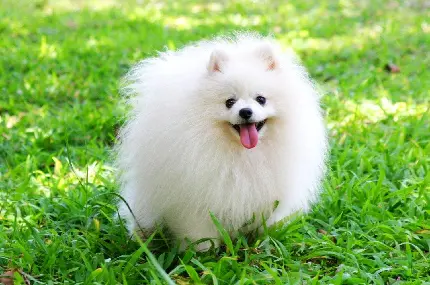عکس سگ خوشکل سفید از نژاد پامرانین Pomeranian با کیفیت بالا