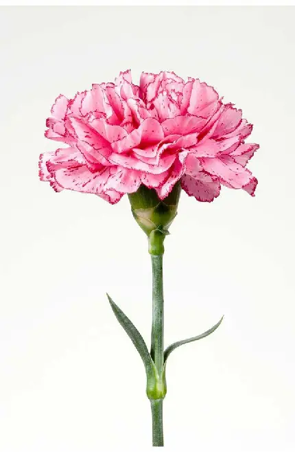عکس گل میخک زیبا برای بک گراند با کیفیت عالی و فول hd
