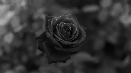 عکس گل رز قشنگ با رنگ سیاه و سفید برای دسکتاپ و ویندوز 