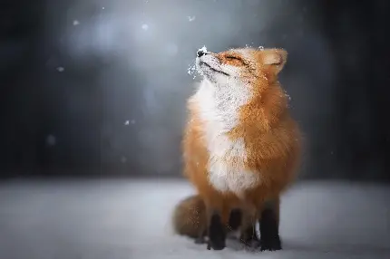 دانلود عکس زیبا از روباه سرخ در میان برف های سرد و زمستانی