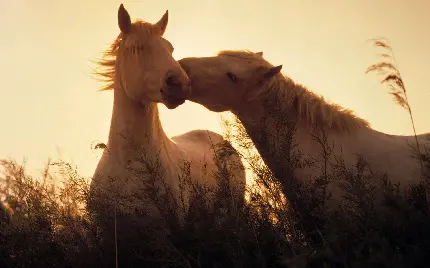 عکس اسب سفید وحشی و مو بلند با کیفیت بالا