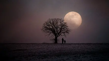 عکس بسیار زیبا و جالب از قرار گیری درخت و ماه در یک تصویر 