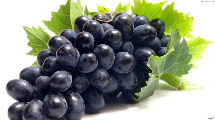 عکس میوه ی کهن و خوشمزه ی انگور سیاه و فواید بی نظیرش