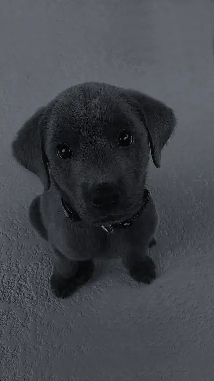 عکس سگ بزرگ