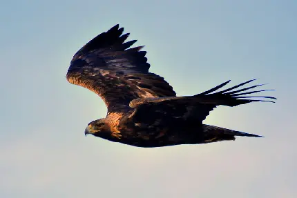 عکس تصویر زمینه زیبای عقاب طلایی