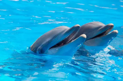 عکس دلفین های بامزه با کیفیت بالا