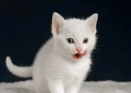 عکس و تصویر زمینه از گربه سفید خوشکل و ملوس با کیفیت بالا