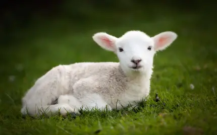 عکس بره کوچولو گوسفند بامزه و شیطون