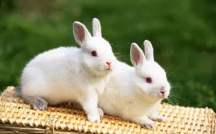 عکس خرگوش پشمالو با کیفیت بالا