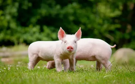 عکس خوک های صورتی خوشگل و تمییز برای پست و استوری