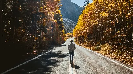 تصویر زمینه از یک پسر تنها ، جاده ای زیبا و درختان پاییزی