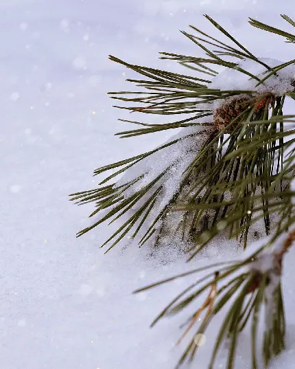 بک گراند زیبای درخت پوشیده از برف در زمستان سرد