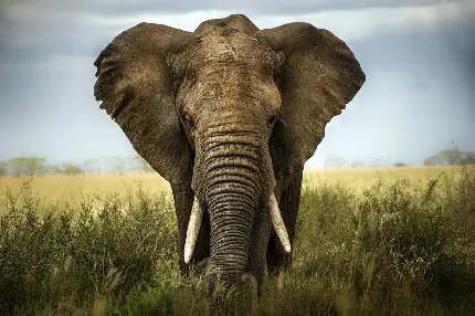 دانلود عکس فیل عاجدار آفریقایی